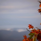 fall